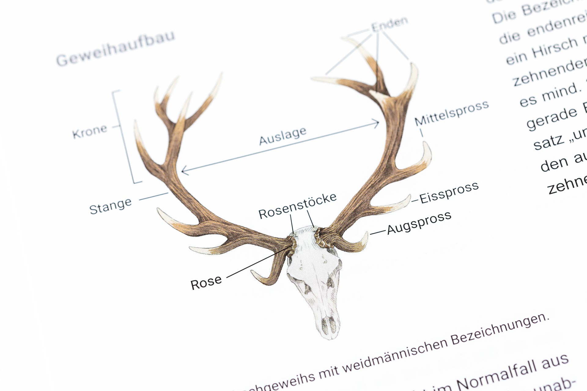 Tiroler Jägerverband — Illustration