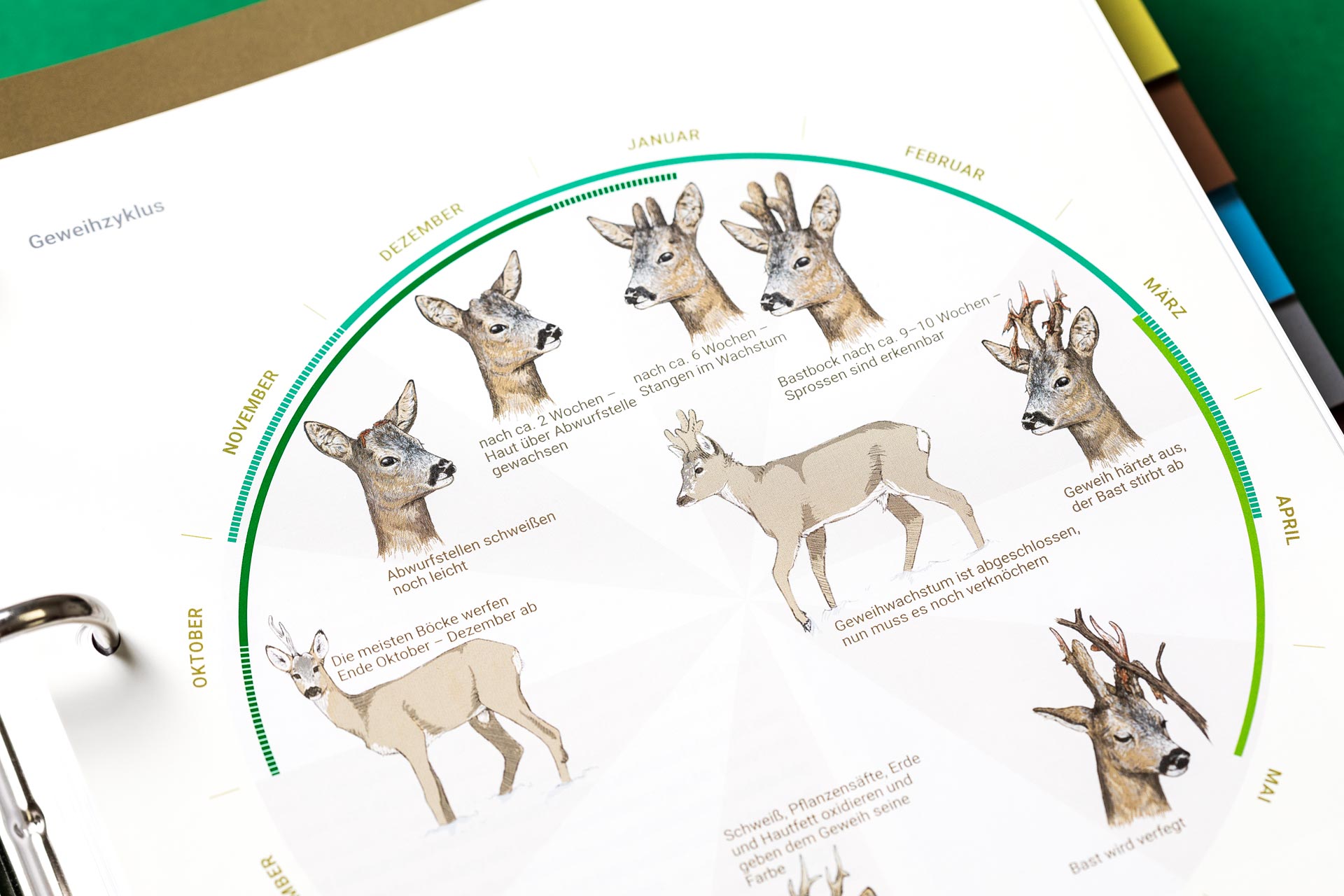 Tiroler Jägerverband — Illustration