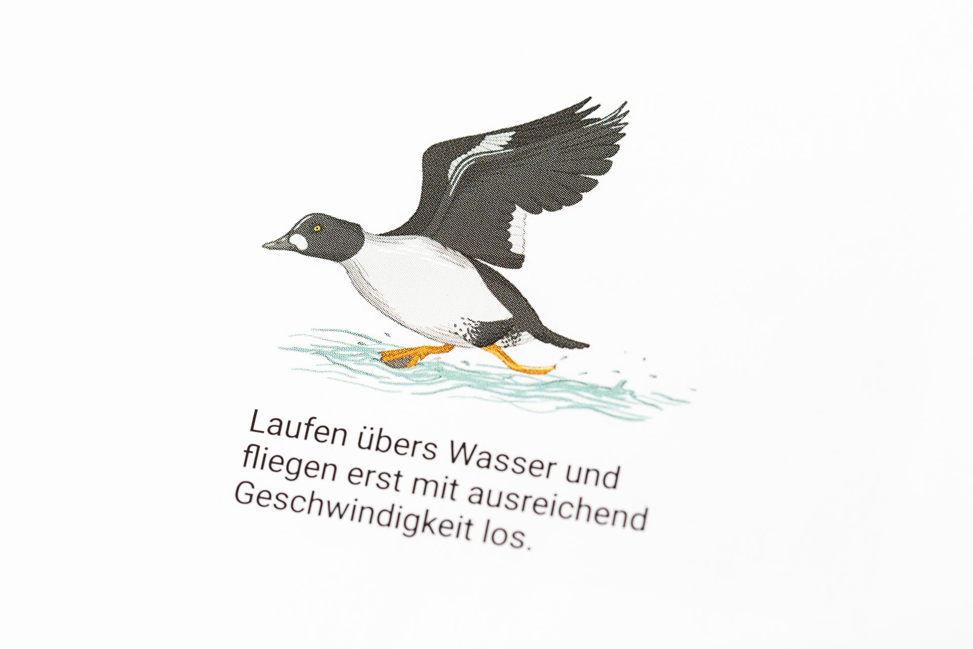 Tiroler Jägerverband — Illustration