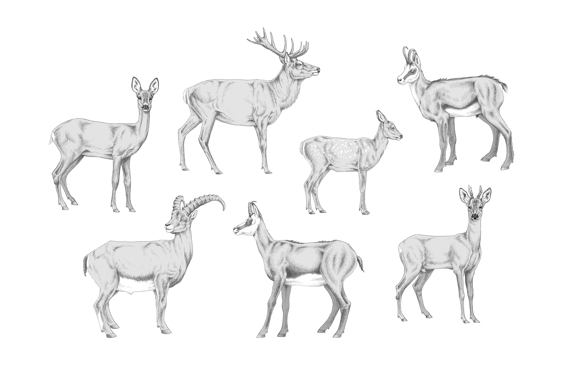 Tiroler Jägerverband — Illustration