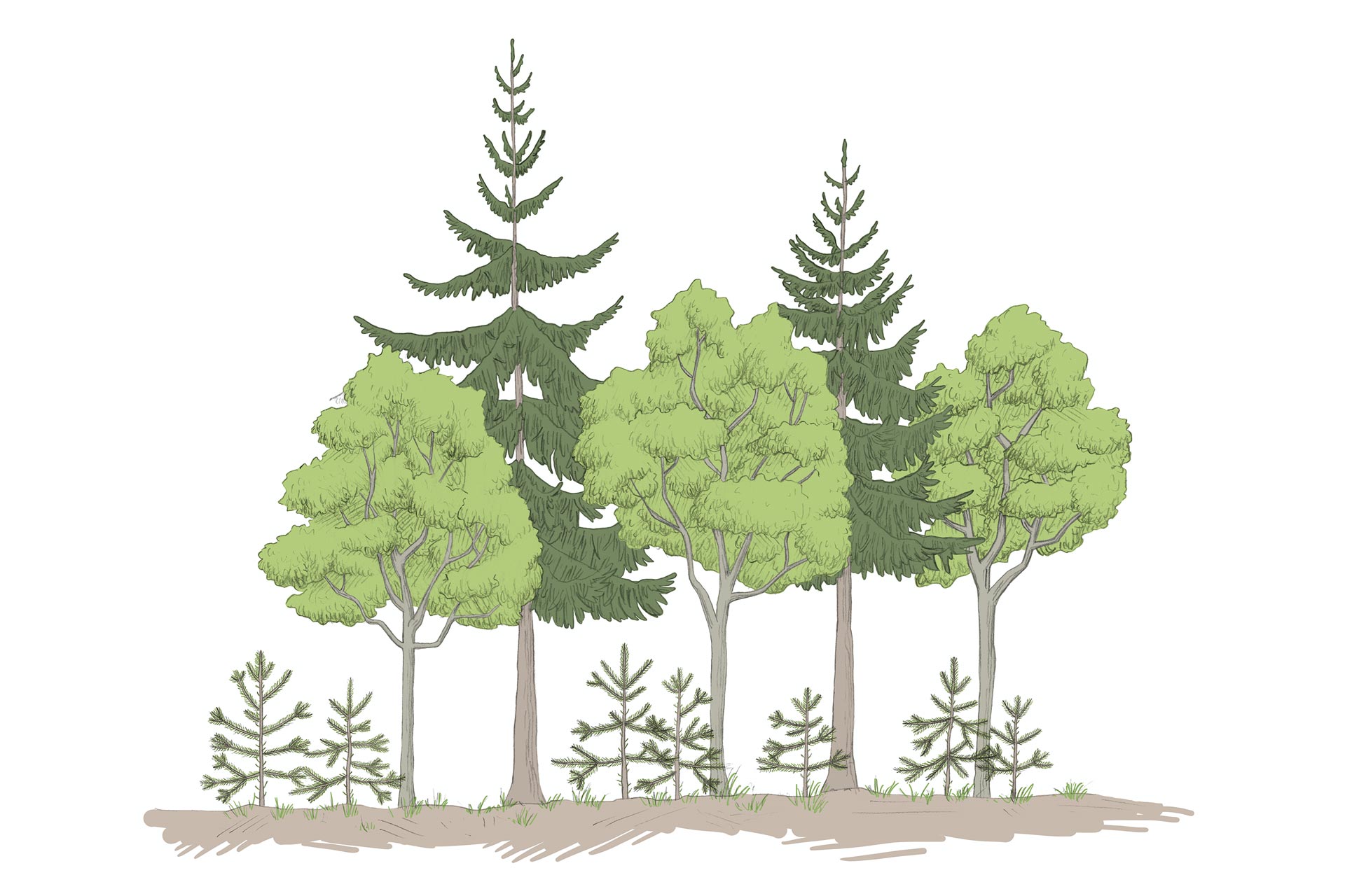 Tiroler Jägerverband — Illustration