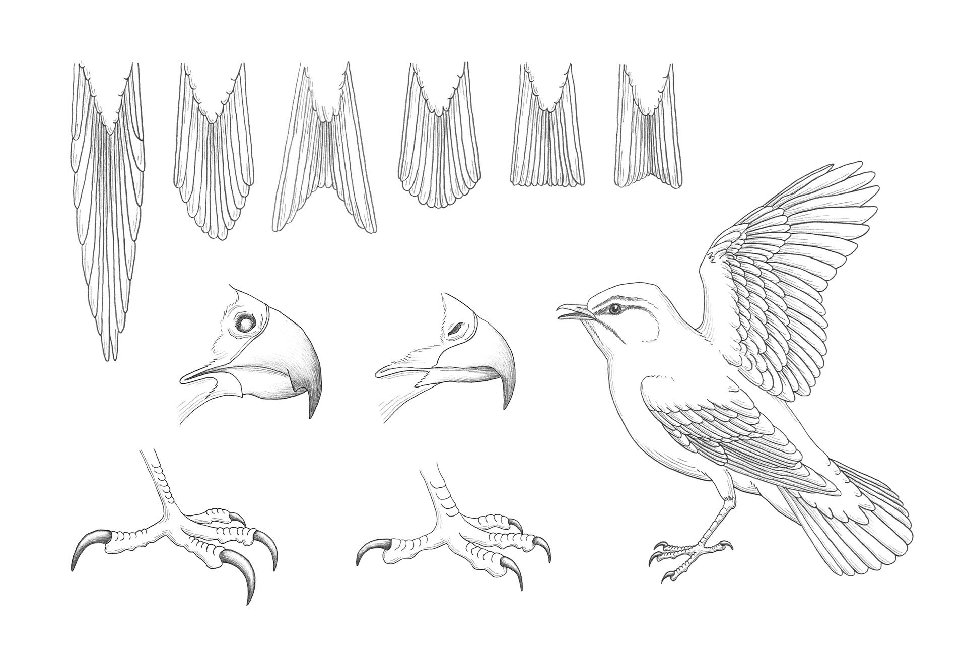 Tiroler Jägerverband — Illustration